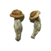 10730FC1-7E41-4881-8D74-E49ED4B0D8DB-510x765-1.png Buy Shepherd Penis Envy Magic Mushroom