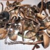 Buy Psilocybe liniformans var. americana Online