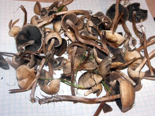 Buy Psilocybe liniformans var. americana Online