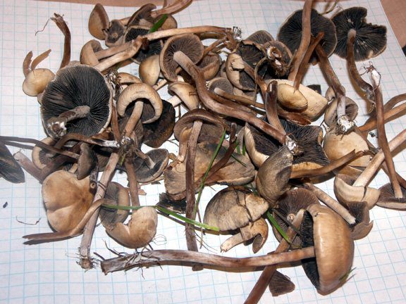 Buy Psilocybe liniformans var. americana Online