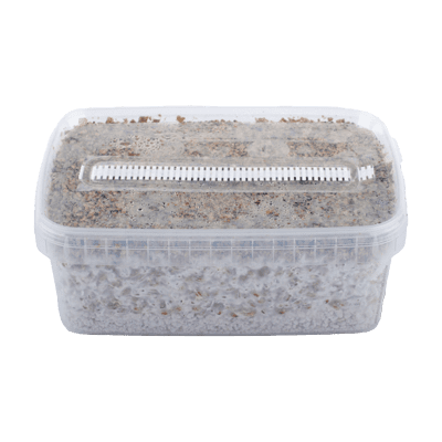 Magic Mushroom Grow kits