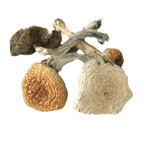 20AA64FA-CD06-4B4B-AE01-C1A1F5C962D7.png Buy Great White Monster Psilocybe Cubensis Online