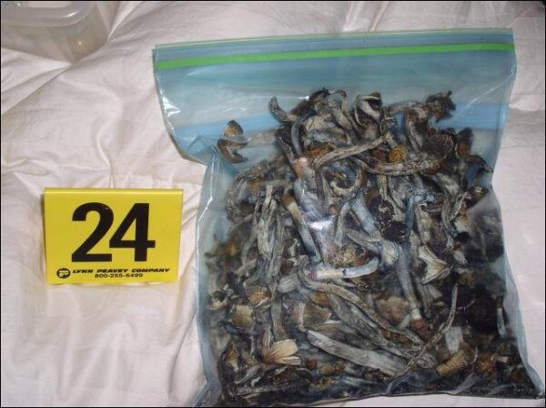 Golden Teacher Mushrooms