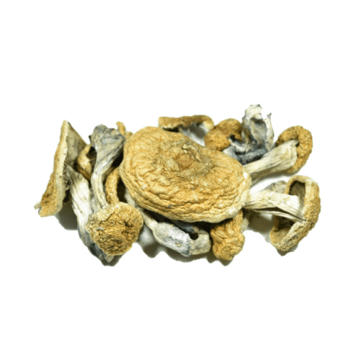 Buy Vietnamese Psilocybe Cubensis Online