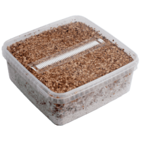 Magic Mushroom Grow Kit Golden Teacher XL by Mondo®