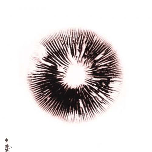 7A3C5D5F-3A8B-4E5D-87FA-CB3FB9AEC6BC-1.png Cambodia Spore Print (Psilocybe cubensis)