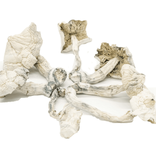 Buy Albino Cambodians Psilocybe Cubensis