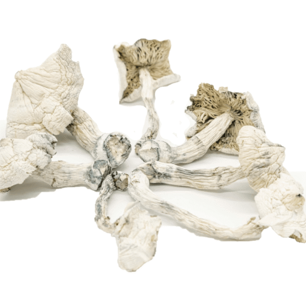 8060DE0C-1BC4-4A9E-ABE0-705F2B8E679D.png Buy Albino Cambodians Psilocybe Cubensis