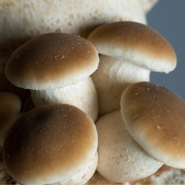 Agrocybe aegerita Culture