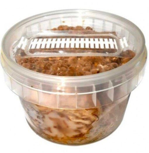 Magic Truffle Grow Kit – Hollandia