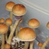 Ecuador-Cubensis.jpg ecuador-cubensis