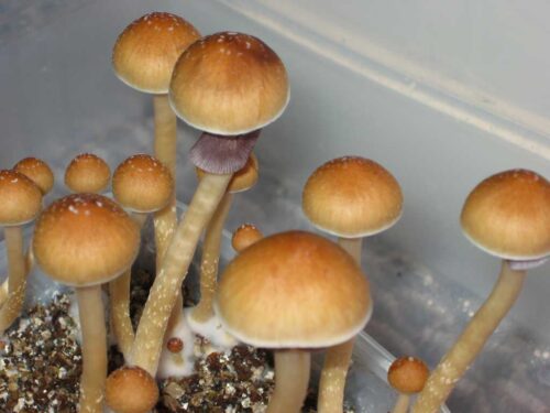 ecuador-cubensis