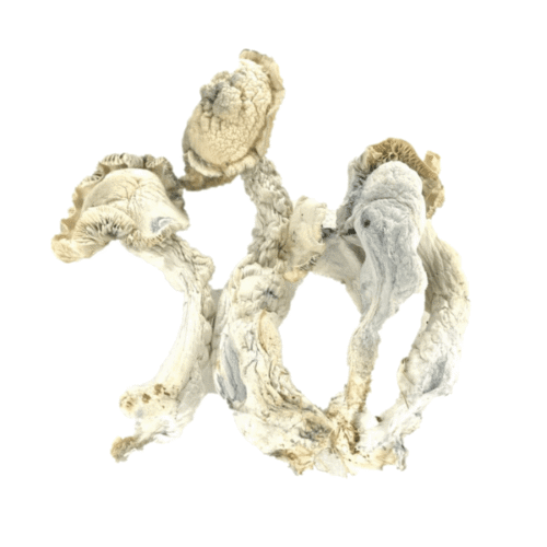 buy-true-albino-teacher-psilocybe-cubensis-tat-online