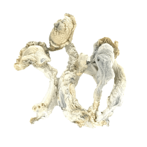 buy-true-albino-teacher-psilocybe-cubensis-tat-online