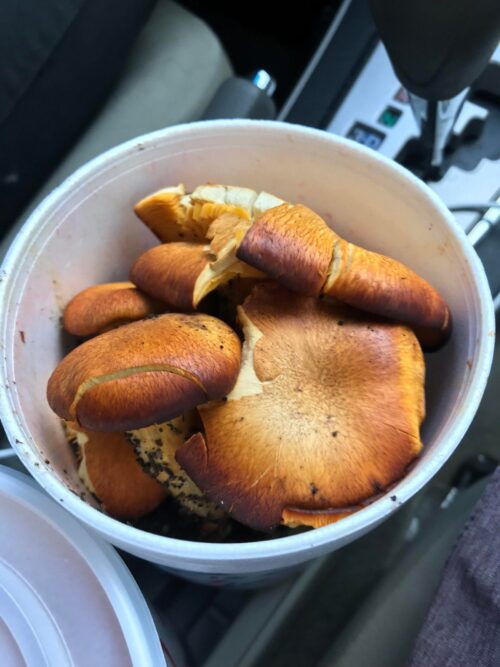 Buy Laughing gym online