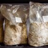 Buy Substrate Bag and Mushroom Spawn