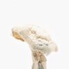 Buy Avery Albino Magic Mushroom