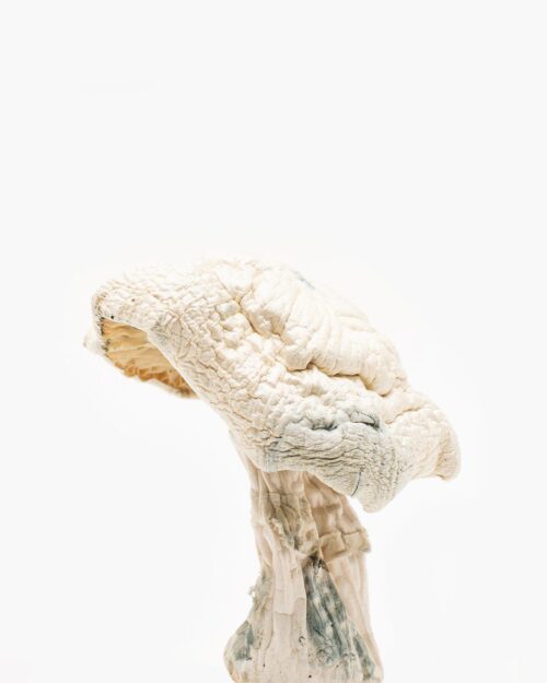 Buy Avery Albino Magic Mushroom