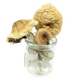 Buy Psilocybe cyanescens Online