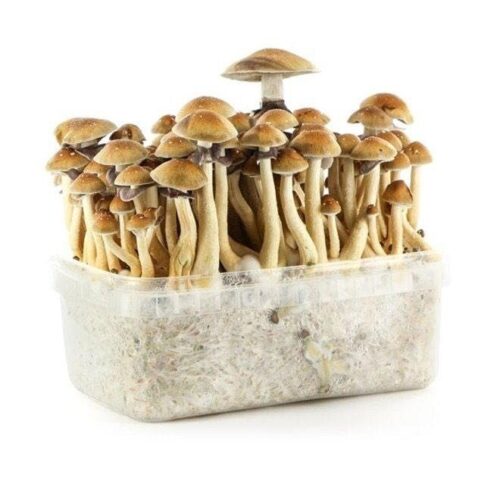 FreshMushroom Grow kits