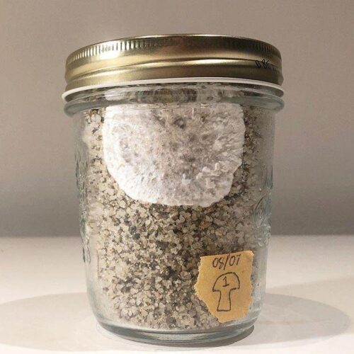 Buy Mushroom Substrate jar