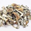 Albino Magic Mushroom Online