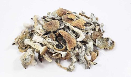 Albino Magic Mushroom Online