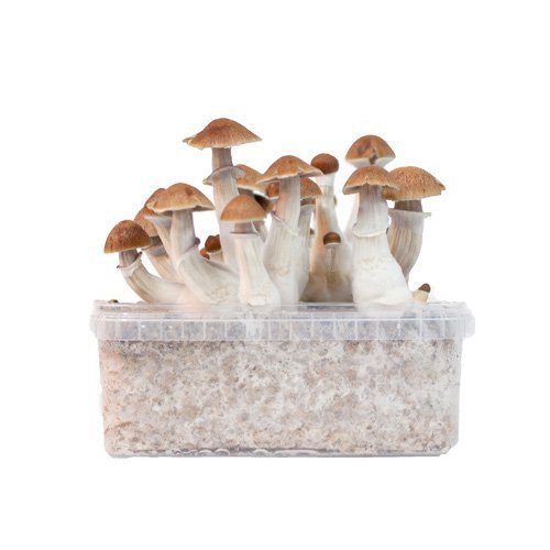 Grow kit Golden Teachers
