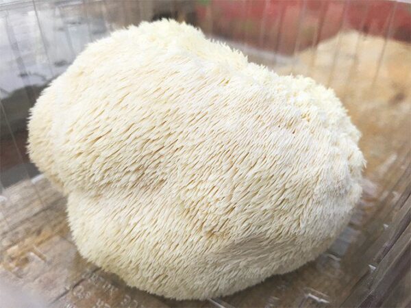 Hericium erinaceus Culture